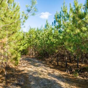 22-022-WillBrownRd-Chatham-Parcel-997-63