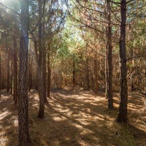 12-012-WillBrownRd-Chatham-Parcel-997-63