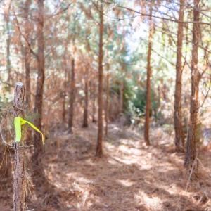 15-015-WillBrownRd-Chatham-Parcel-997-63