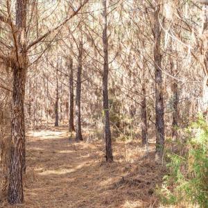 16-016-WillBrownRd-Chatham-Parcel-997-63