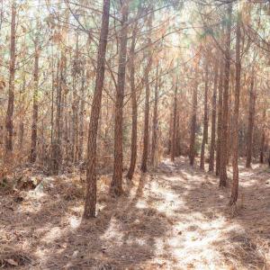 18-018-WillBrownRd-Chatham-Parcel-997-63