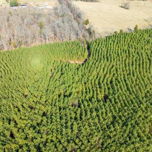 20-020-WillBrownRd-Chatham-Parcel-997-63