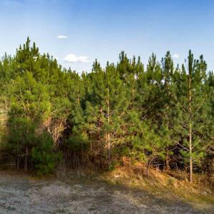 17745806491704901808104863141536