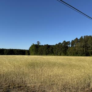 IMG_1554