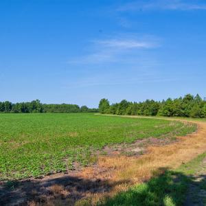 Photo #3 of 1 Nc Highway 33, Tarboro, NC 278.8 acres