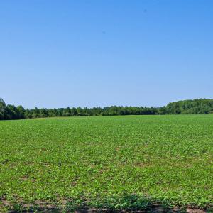 Photo #44 of 1 Nc Highway 33, Tarboro, NC 278.8 acres