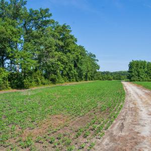 Photo #16 of 1 Nc Highway 33, Tarboro, NC 278.8 acres