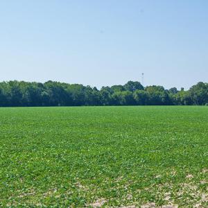 Photo #69 of 2 Nc Highway 33, Tarboro, NC 404.3 acres