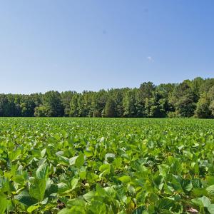 Photo #44 of 2 Nc Highway 33, Tarboro, NC 404.3 acres