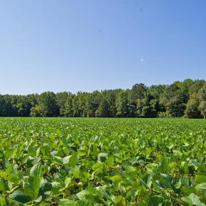 Photo #52 of 2 Nc Highway 33, Tarboro, NC 404.3 acres
