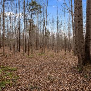 WOODED