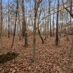 WOODED