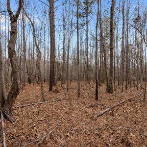 WOODED
