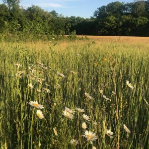 MissummerMeadow 6061RiverRun