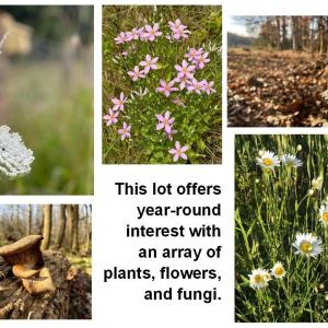 SeasonalFlowerFungi 6061RiverRun