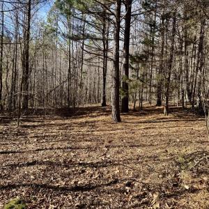 11901 - flat building site mature trees