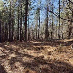 11901 - mature trees flat building site