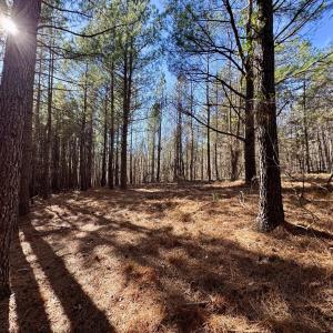 11901 - Sunburst building site