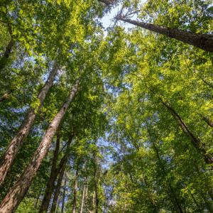 4519_Chicopee_MLS-10