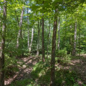 4519_Chicopee_MLS-7