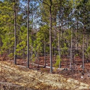 26-web-or-mls-DJI_20250311095519_0783_D