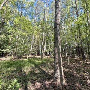 Photo #25 of 1012 Halifax, Rocky Mount, NC 20.0 acres