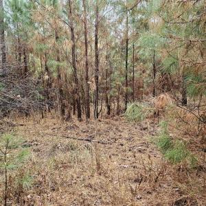 28 Acre 5