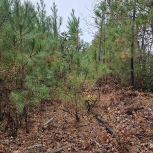 28 Acre 7