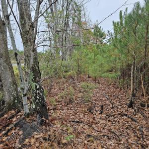 28 Acre 8