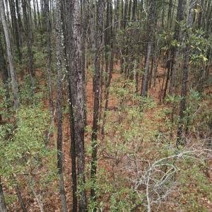 10 Acre 7