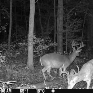 Trail Cam Picture