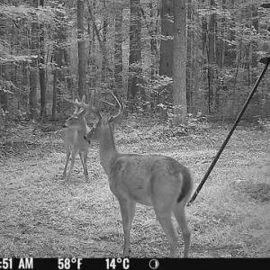 Trail Cam Picture 2
