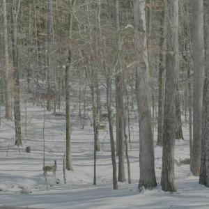 Deer in Snow Picture
