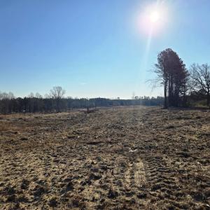 Cleared Land Portrait