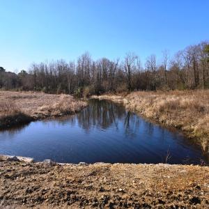 Creek from Culvert Portrait