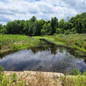 Buis creek 1