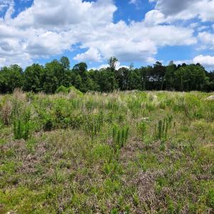 Field to Woods 1