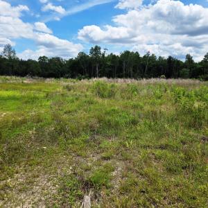 Field to Woods 2