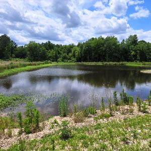 Pond 1