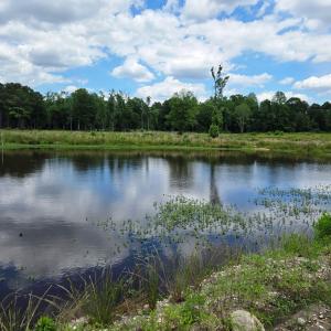 Pond 2