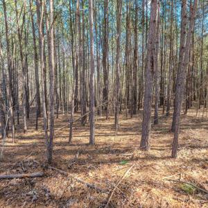 Copy of Ground - 6724 Wimberly-15