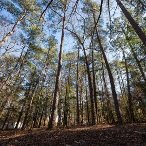 Copy of Ground - 6724 Wimberly-17