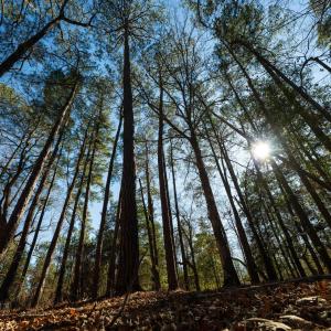 Copy of Ground - 6724 Wimberly-18