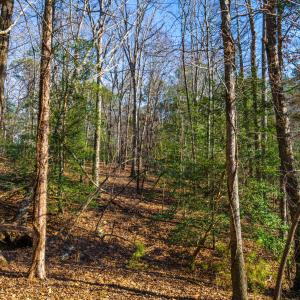 Pickett Lane Lot 21-14