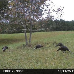 Caswell turkeys
