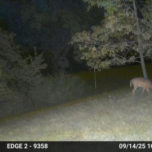 Caswell buck1