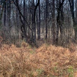 r chap road view into lot2