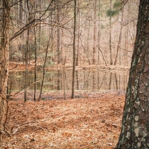 Pond
