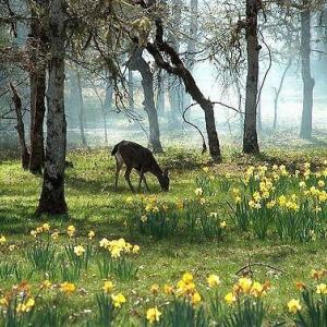 derr in flowers