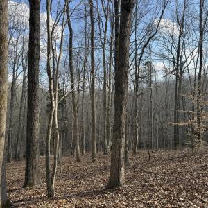 Overlooking Creek